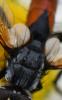 Cylindromyia intermedia